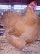 Buff Orpington Hen--not one of ours